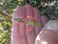 Indigofera procumbens