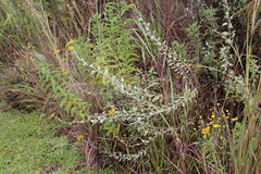 Helichrysum umbraculigerum