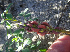Indigofera procumbens