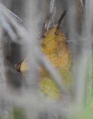 Hemeroplanis scopulepes