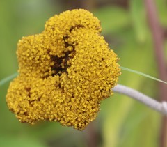 Helichrysum umbraculigerum
