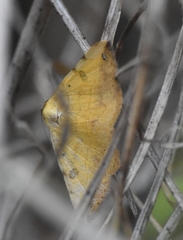 Hemeroplanis scopulepes