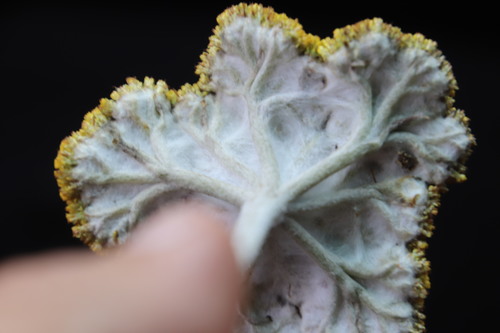 Image of Helichrysum umbraculigerum by (c) Tony Rebelo, some rights reserved (CC BY-SA)