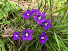 Legousia speculum-veneris
