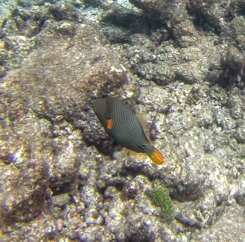 Orangestripe Triggerfish (Balistapus undulatus)