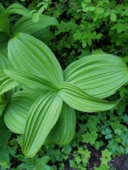 Veratrum viride