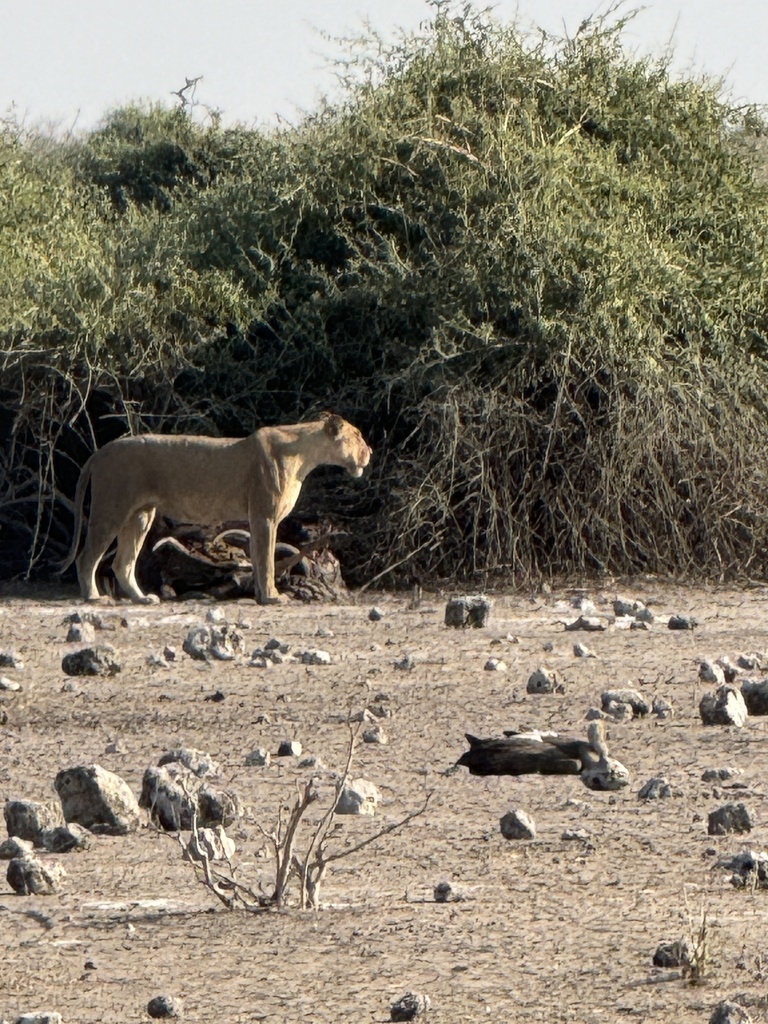 Panthera leo melanochaita, , by currowar