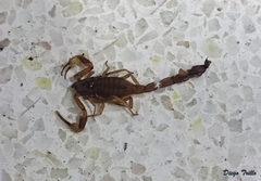 Tityus carrilloi