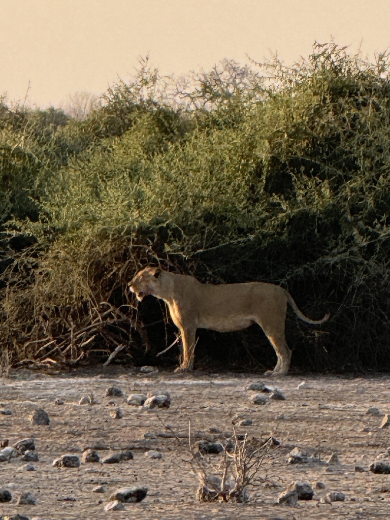 Panthera leo melanochaita, , by currowar