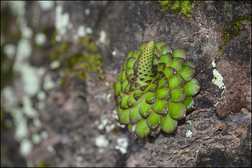 Orostachys malacophylla iNat (1)