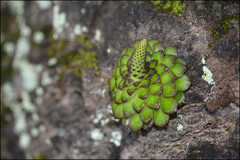 Orostachys