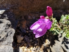 Penstemon rupicola