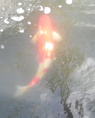 Cyprinus rubrofuscus
