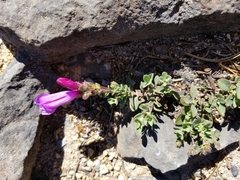 Penstemon rupicola
