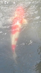 Cyprinus rubrofuscus