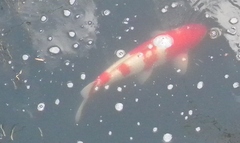 Cyprinus rubrofuscus