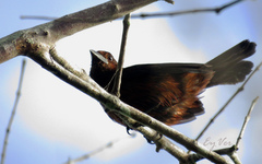 Ramphocelus carbo
