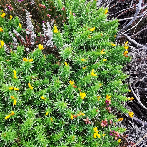 Image of Ulex gallii by (c) Sigitas Juzėnas, some rights reserved (CC BY)
