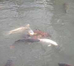 Cyprinus rubrofuscus