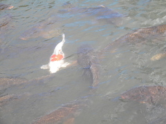 Cyprinus rubrofuscus
