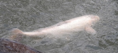 Cyprinus rubrofuscus