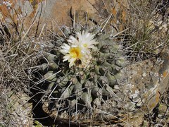 Thelocactus rinconensis