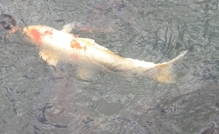 Cyprinus rubrofuscus