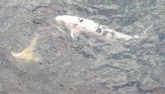 Cyprinus rubrofuscus