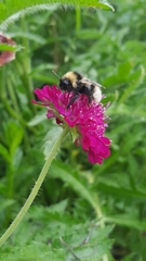 Bombus