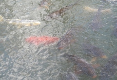 Cyprinus rubrofuscus
