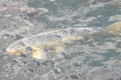 Cyprinus rubrofuscus