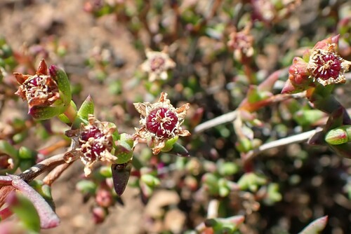 Image of Ruschia knysnana by (c) Karen Eichholz, some rights reserved (CC BY)
