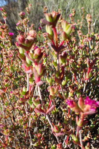 Image of Ruschia knysnana by (c) Karen Eichholz, some rights reserved (CC BY)