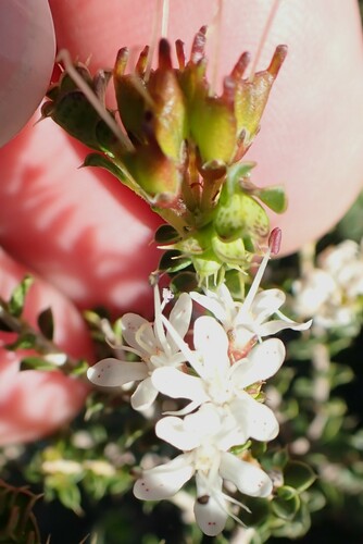 Camphor Buchu (Agathosma recurvifolia)