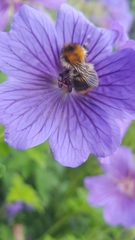 Bombus pascuorum
