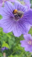 Bombus pascuorum