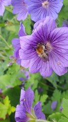 Bombus pascuorum