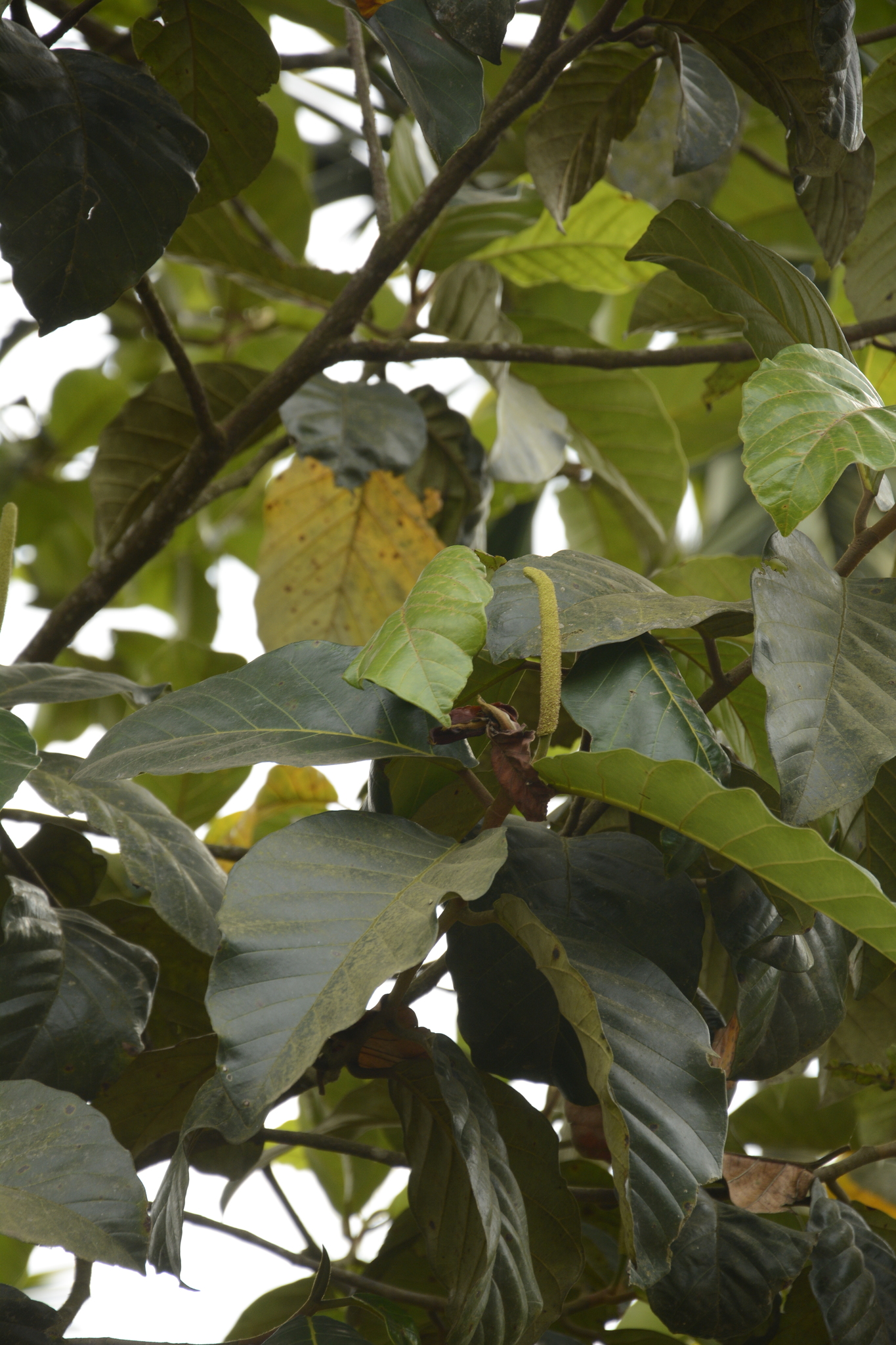 Artocarpus hirsutus