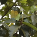 Artocarpus hirsutus - Photo (c) Siddarth Machado,  זכויות יוצרים חלקיות (CC BY), הועלה על ידי Siddarth Machado