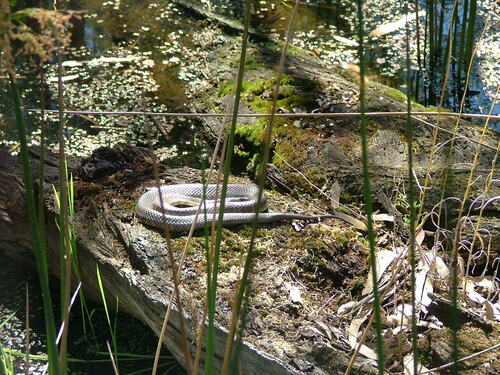 Tiger Snake sighting