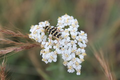 Plagionotus floralis