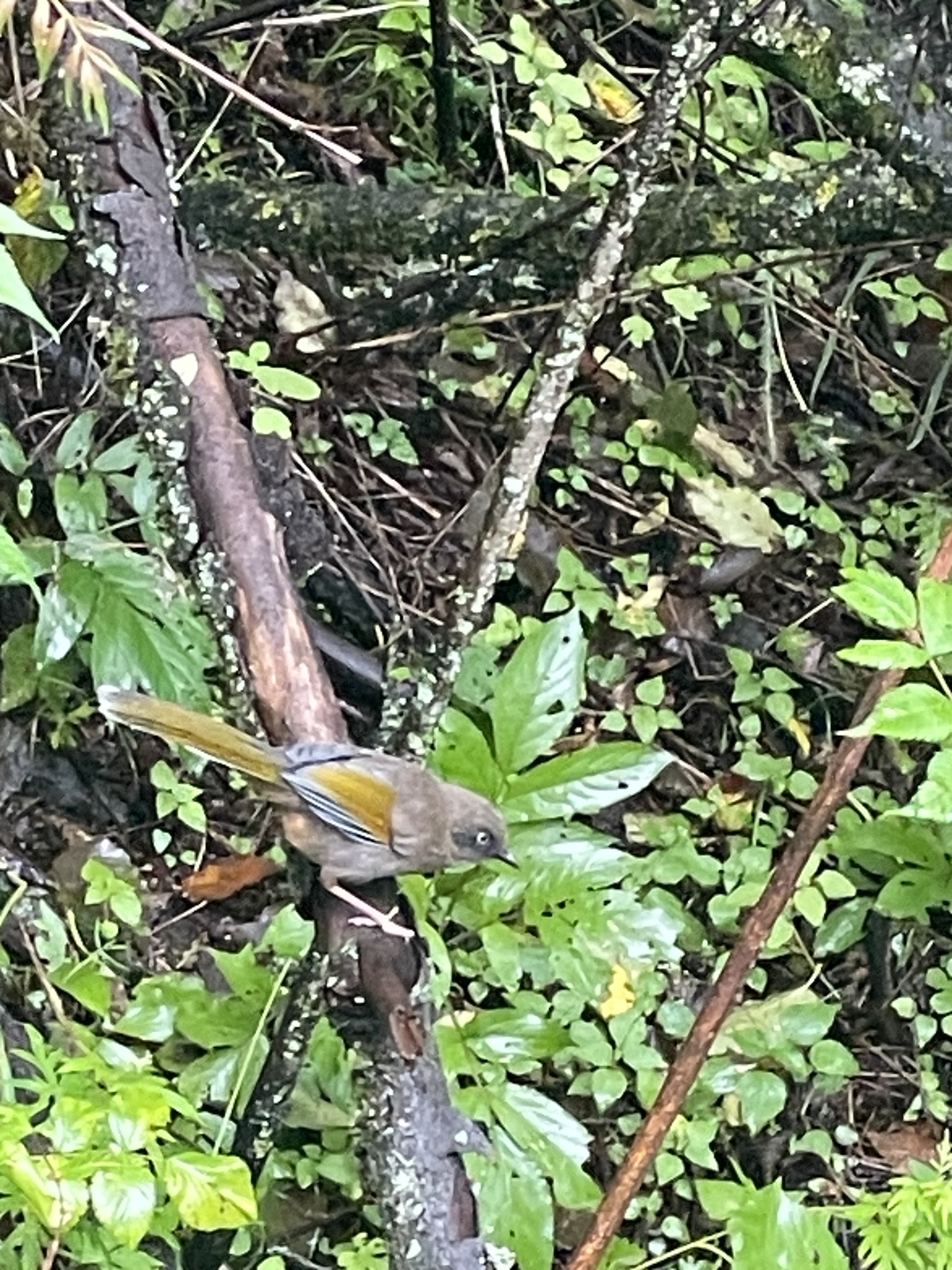Elliot's Laughingthrush