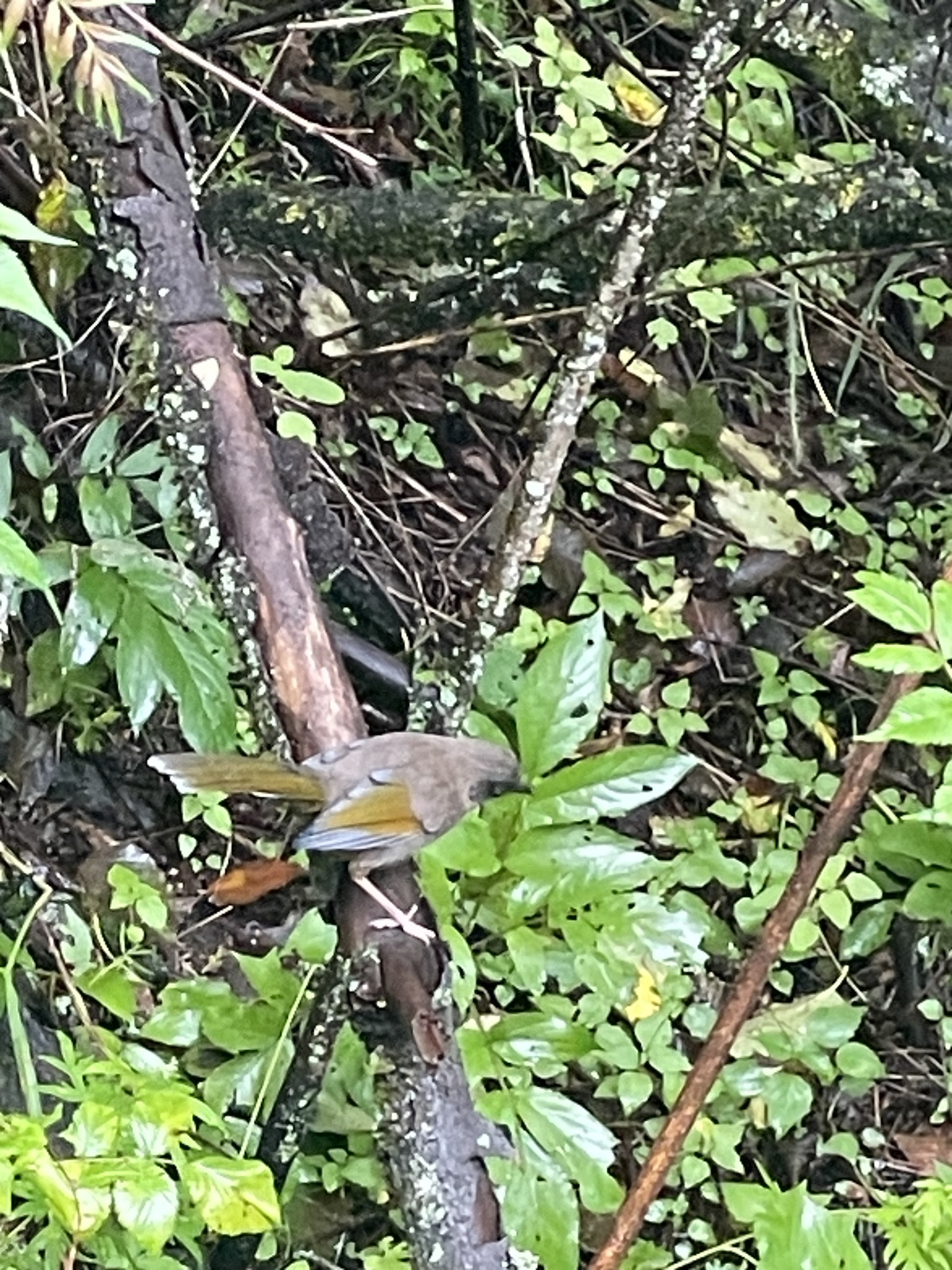Elliot's Laughingthrush