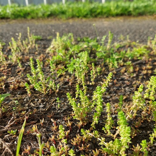 Siberian pygmyweed (Crassula sieberiana)