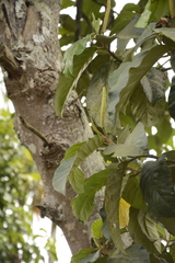 Artocarpus hirsutus
