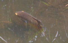Astronotus ocellatus