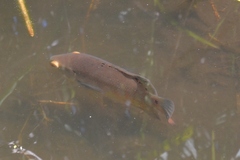 Astronotus ocellatus