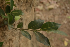 Ficus tinctoria gibbosa