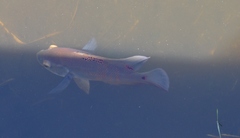Astronotus ocellatus