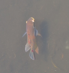 Astronotus ocellatus